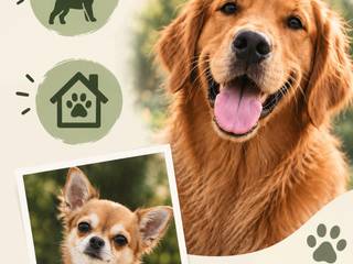 🐶Dog-sitter à Tinqueux, Bezannes et Reims – Promenades & visites🐶